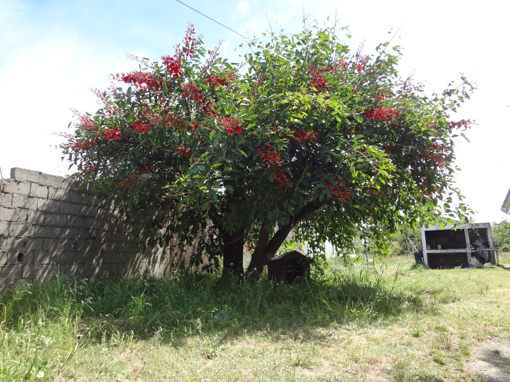 Nationalbaum Uruguay Ceibo