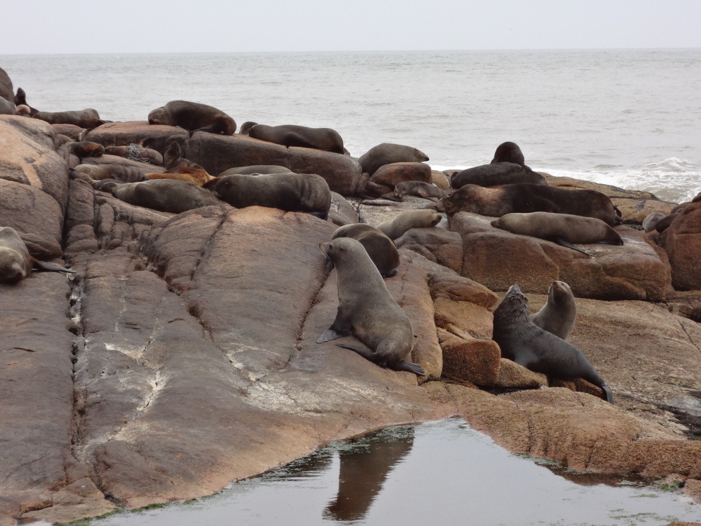 Seelöwen hautnah im Cabo Polonia Nationalpark Uruguay