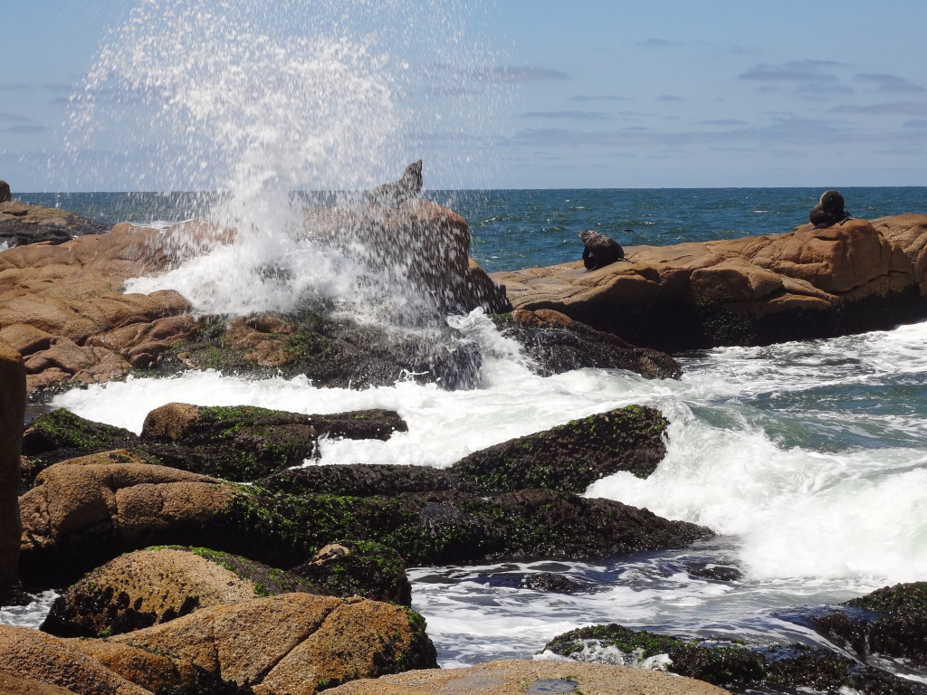 Seelöwen Cabo Polonio Uruguay