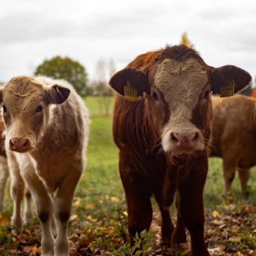 In Uruguay Rindfleisch investieren: Wie hoch ist die Rendite?
