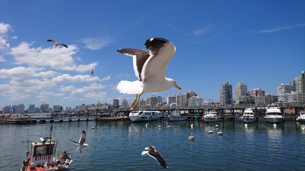 Leben in Punta del Este Uruguay